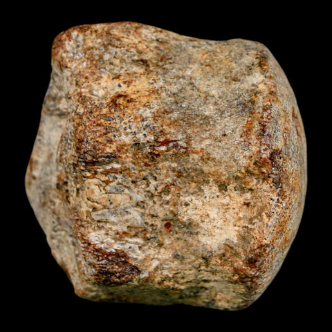 1.9" Mosasaur Fossil Vertebrae Cretaceous Dinosaur Era Texas Ozan FM COA, Metal Stand - Fossil Age Minerals