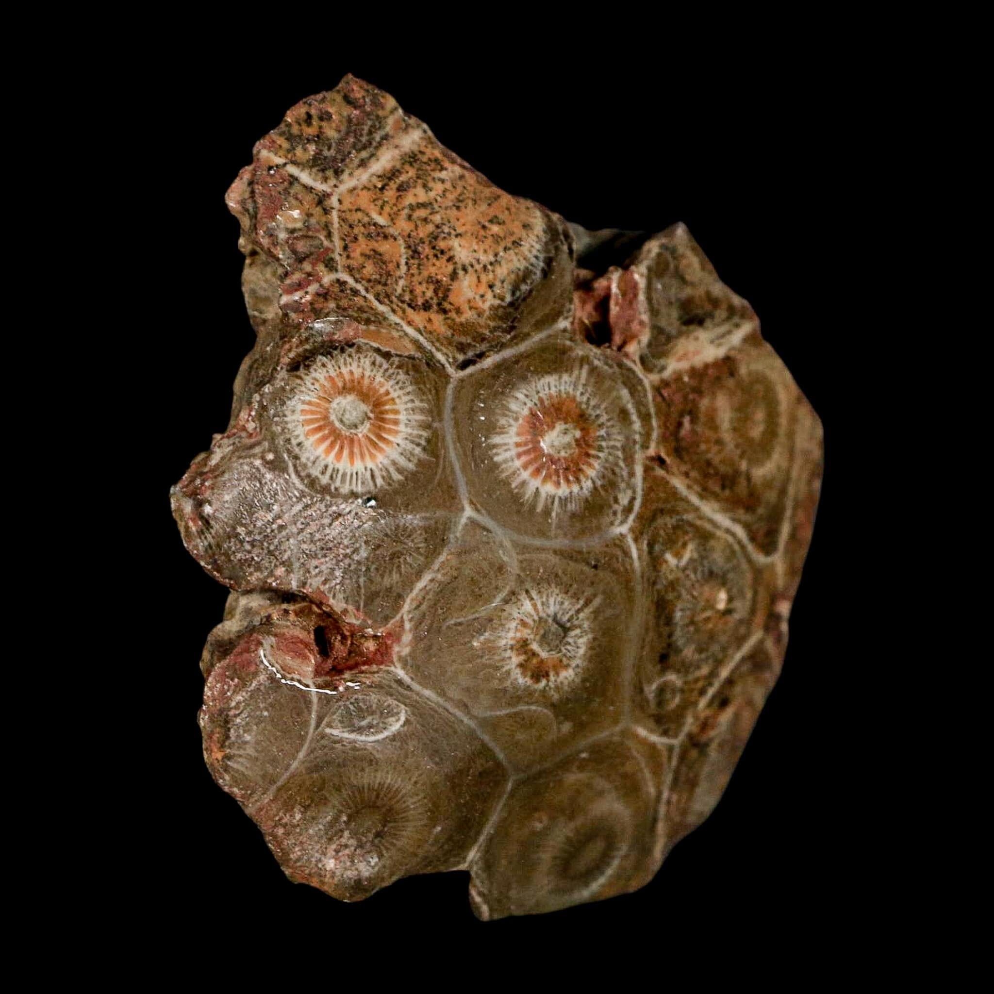 2.7" Polished Hexagonaria Coral Fossil Devonian Age 350 Million Yrs Old Morocco - Fossil Age Minerals