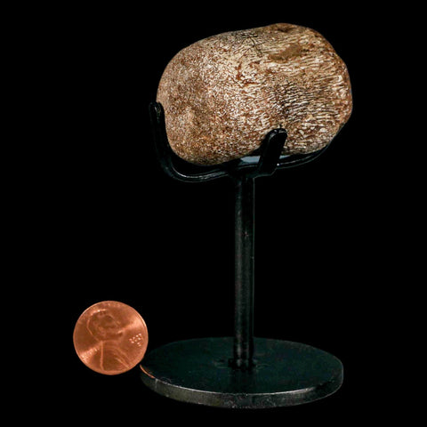 1.7" Mosasaur Fossil Vertebrae Cretaceous Dinosaur Era Texas Ozan FM COA, Metal Stand - Fossil Age Minerals