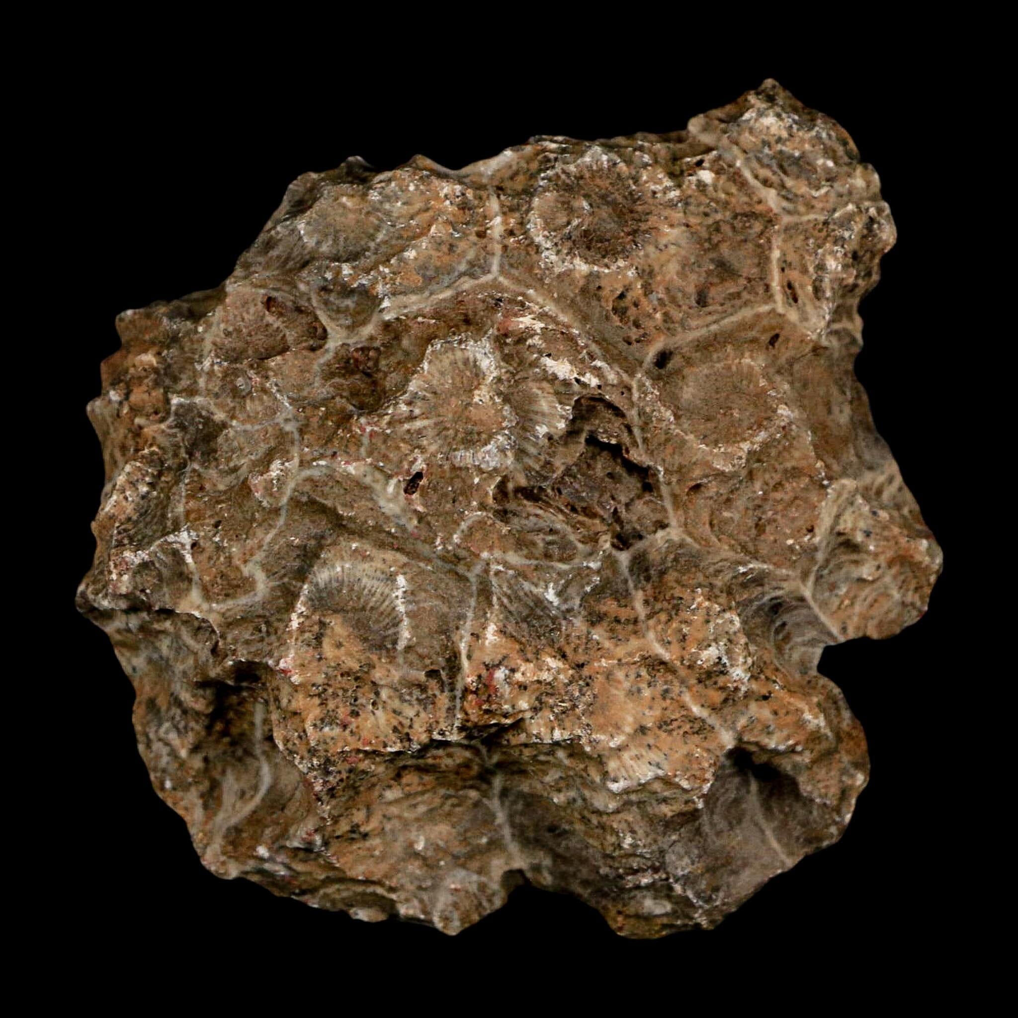 2.7" Polished Hexagonaria Coral Fossil Devonian Age 350 Million Yrs Old Morocco - Fossil Age Minerals