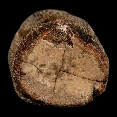 1.7" Mosasaur Fossil Vertebrae Cretaceous Dinosaur Era Texas Ozan FM COA, Metal Stand - Fossil Age Minerals