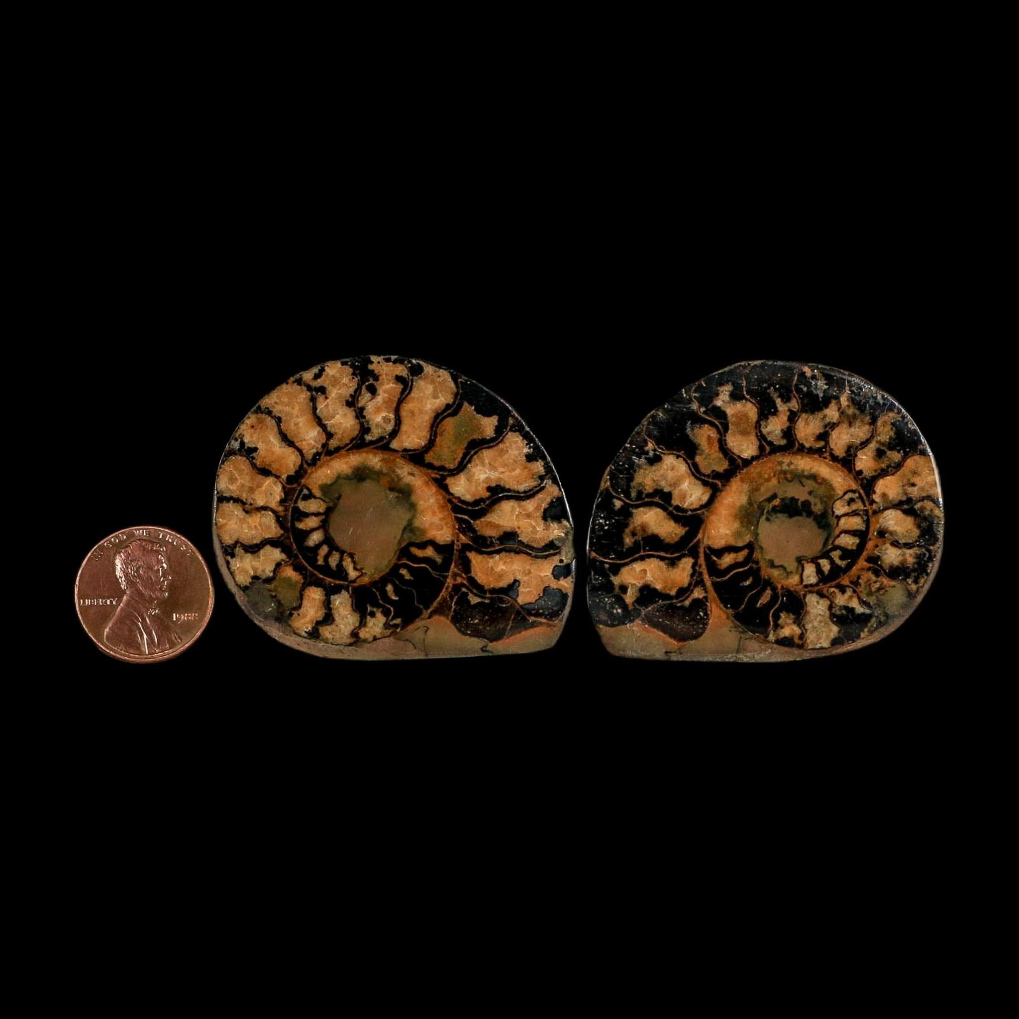 1.9" Ammonite Fossil Polished, Cut Half's Atlas Mountains Morocco Jurassic Age COA - Fossil Age Minerals