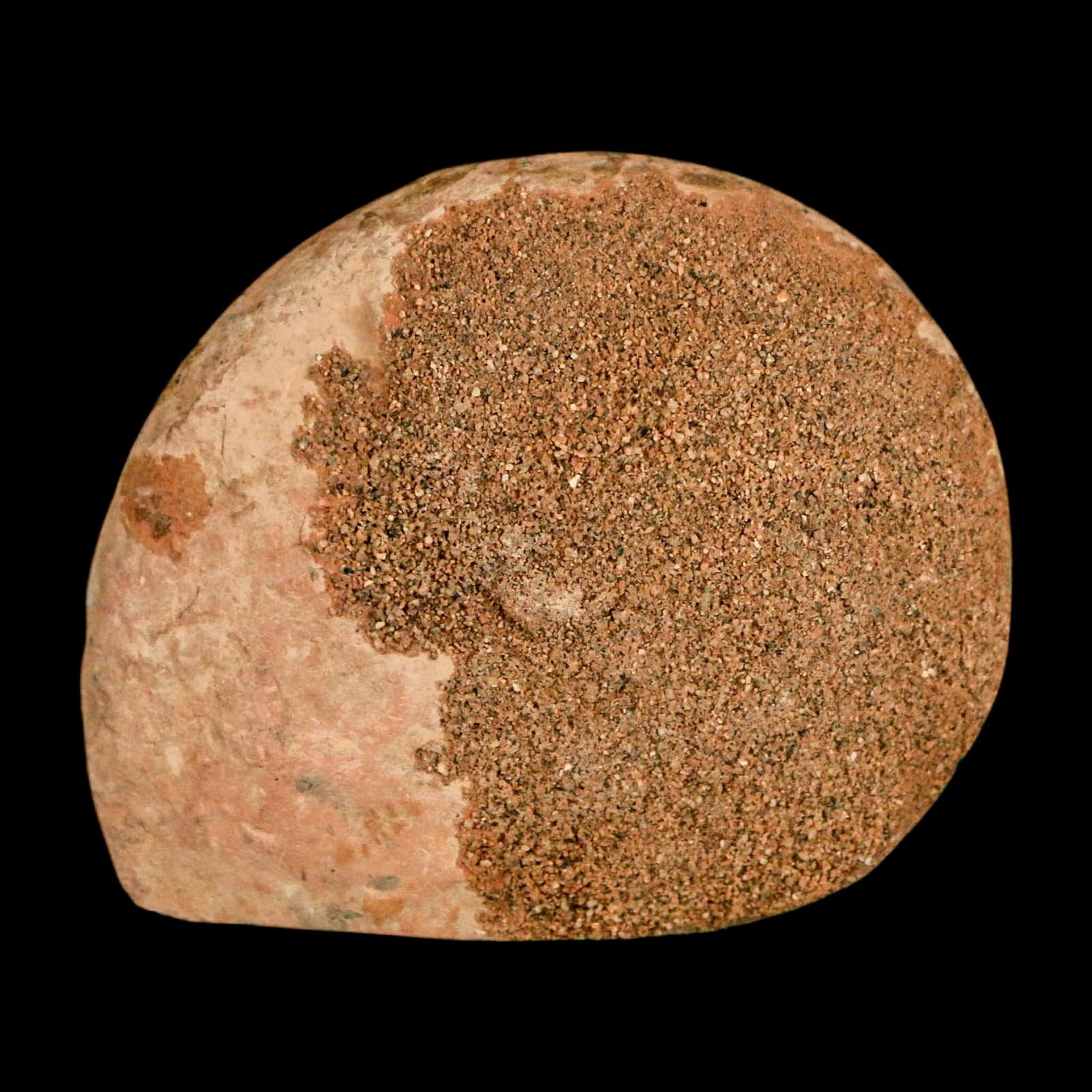 1.9" Ammonite Fossil Polished, Cut Half's Atlas Mountains Morocco Jurassic Age COA - Fossil Age Minerals