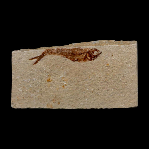 1.4" Hemisaurida Fossil Fish Plate Cretaceous Dinosaur Age Hakel Lebanon