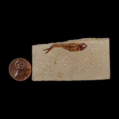 1.4" Hemisaurida Fossil Fish Plate Cretaceous Dinosaur Age Hakel Lebanon