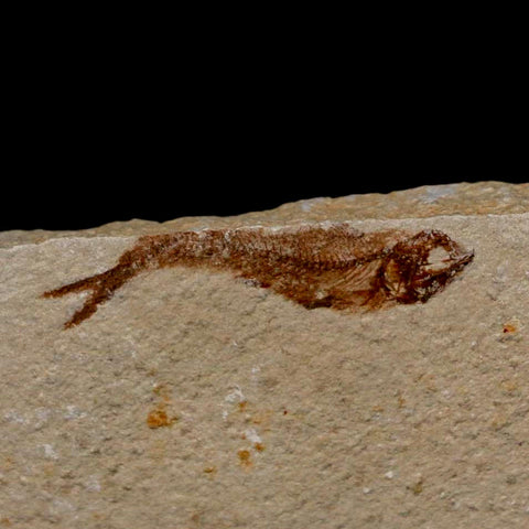 1.4" Hemisaurida Fossil Fish Plate Cretaceous Dinosaur Age Hakel Lebanon