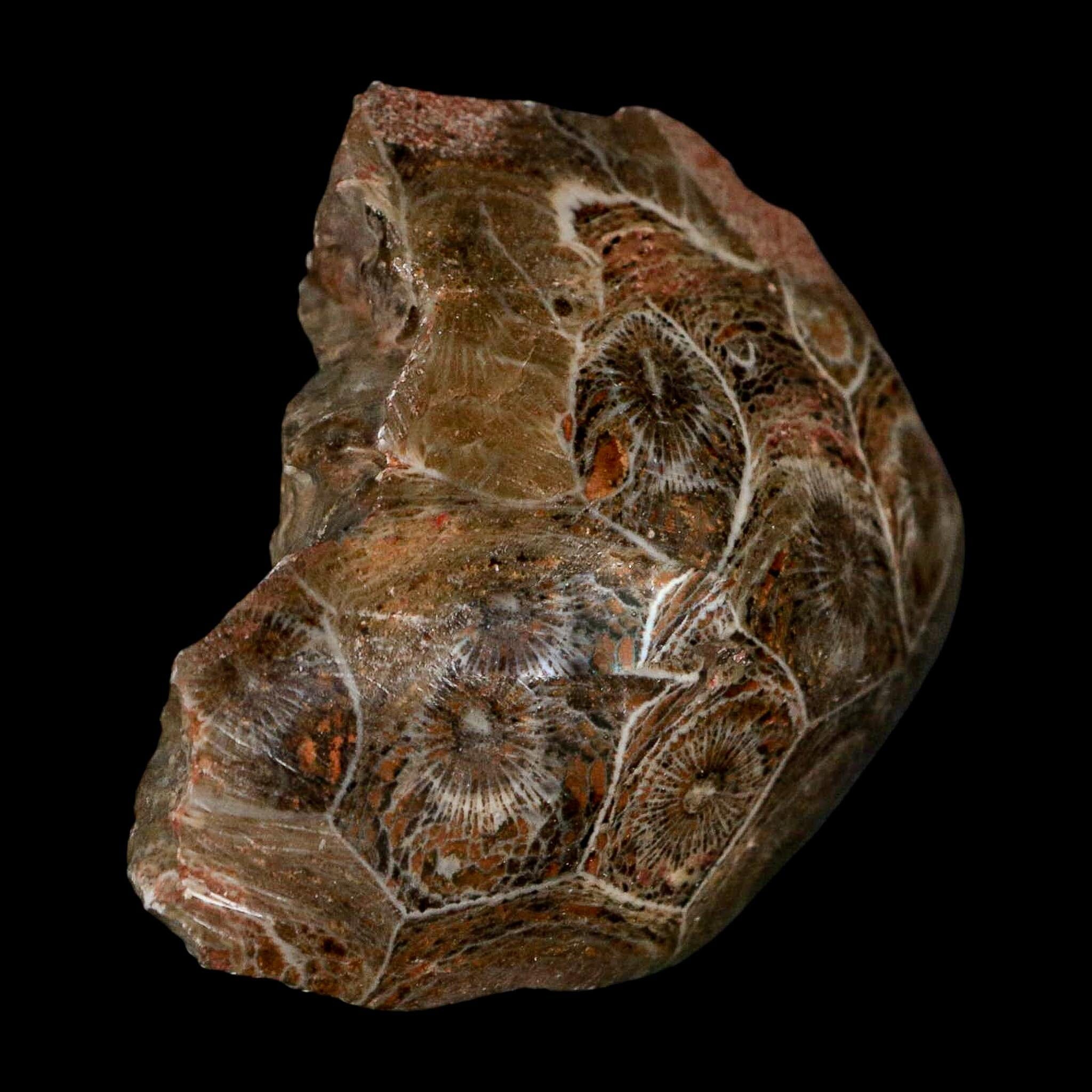 2.6" Polished Hexagonaria Coral Fossil Devonian Age 350 Million Yrs Old Morocco - Fossil Age Minerals