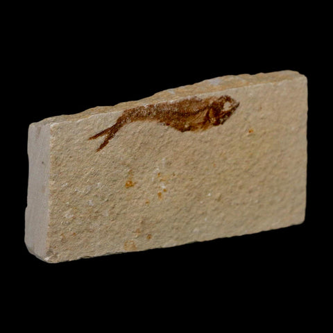 1.4" Hemisaurida Fossil Fish Plate Cretaceous Dinosaur Age Hakel Lebanon