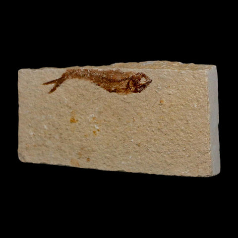 1.4" Hemisaurida Fossil Fish Plate Cretaceous Dinosaur Age Hakel Lebanon