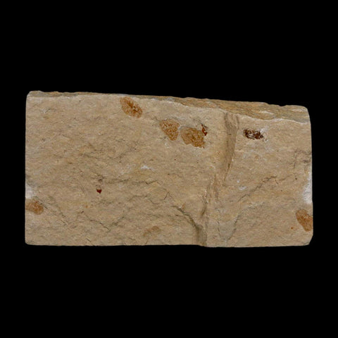 1.4" Hemisaurida Fossil Fish Plate Cretaceous Dinosaur Age Hakel Lebanon