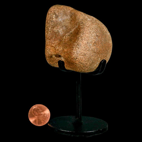 2.3" Mosasaur Fossil Vertebrae Cretaceous Dinosaur Era Texas Ozan FM COA, Metal Stand - Fossil Age Minerals