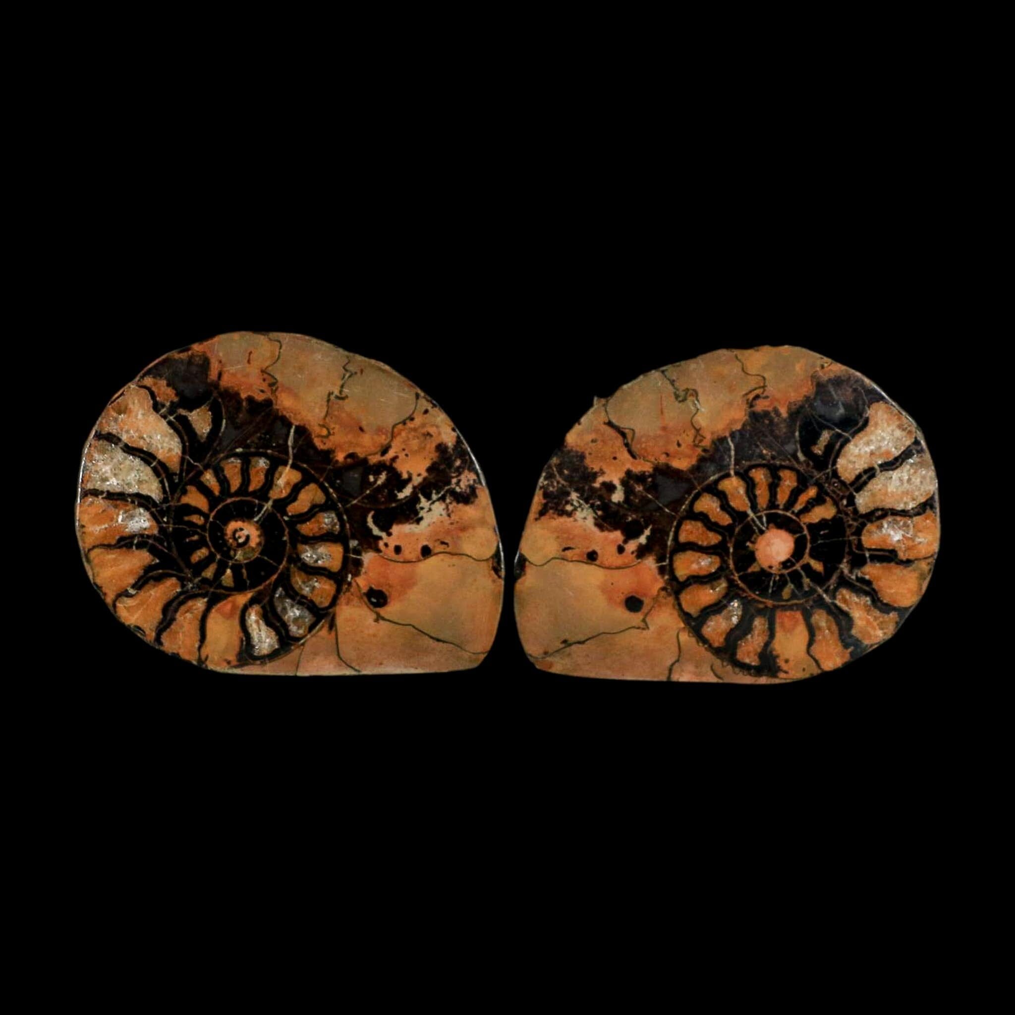 2" Ammonite Fossil Polished, Cut Half's Atlas Mountains Morocco Jurassic Age COA - Fossil Age Minerals