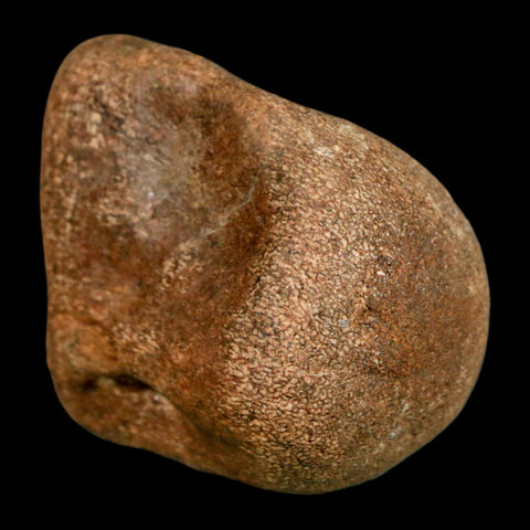 2.3" Mosasaur Fossil Vertebrae Cretaceous Dinosaur Era Texas Ozan FM COA, Metal Stand - Fossil Age Minerals