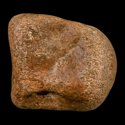 2.3" Mosasaur Fossil Vertebrae Cretaceous Dinosaur Era Texas Ozan FM COA, Metal Stand - Fossil Age Minerals