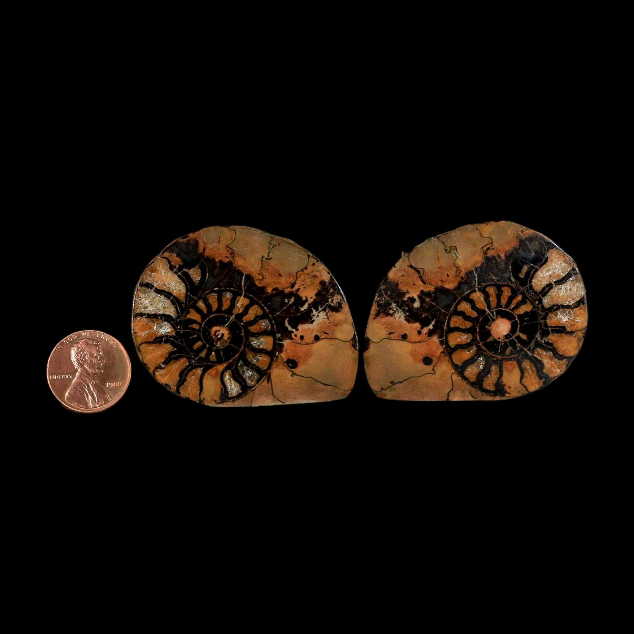 2" Ammonite Fossil Polished, Cut Half's Atlas Mountains Morocco Jurassic Age COA - Fossil Age Minerals