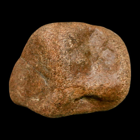 2.3" Mosasaur Fossil Vertebrae Cretaceous Dinosaur Era Texas Ozan FM COA, Metal Stand - Fossil Age Minerals