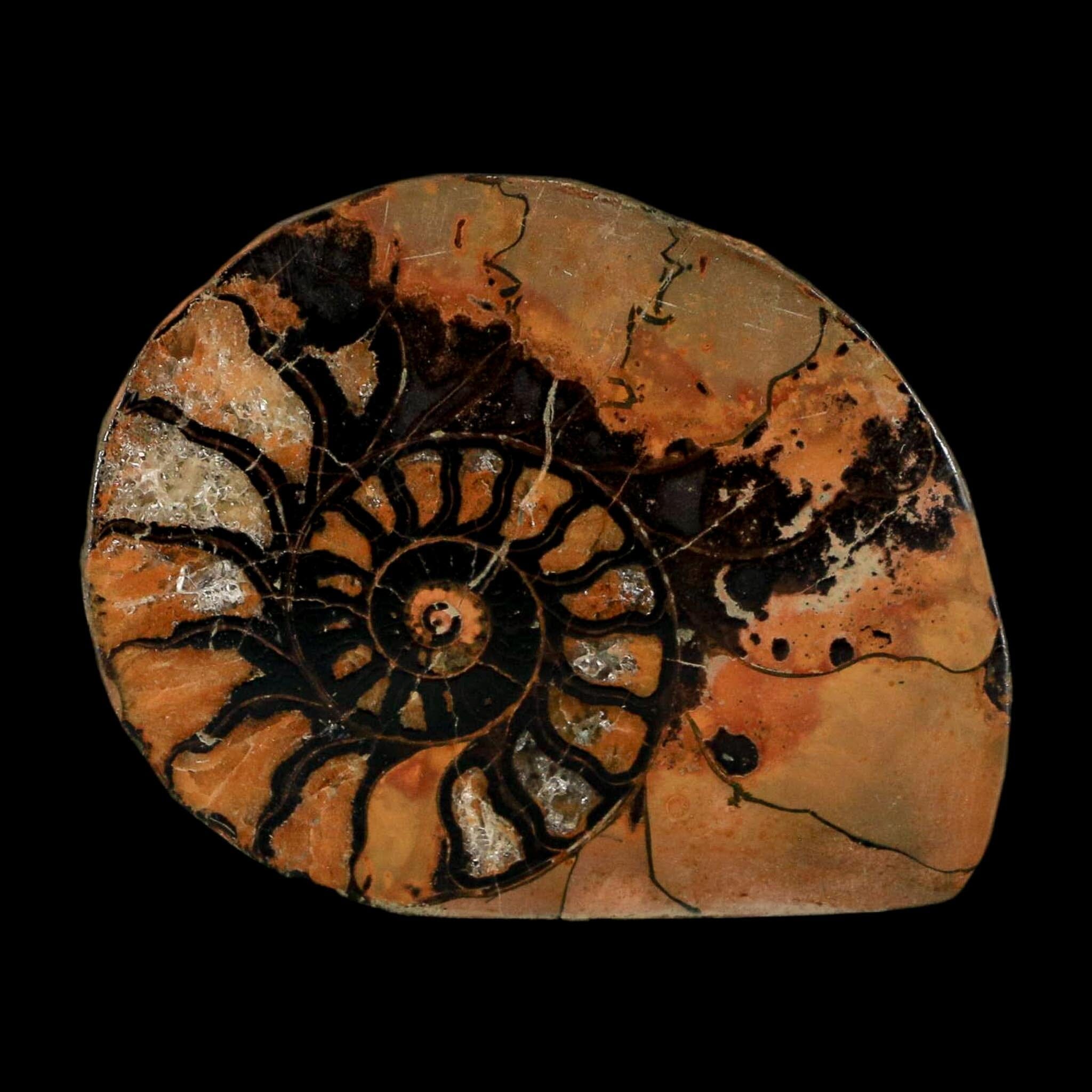2" Ammonite Fossil Polished, Cut Half's Atlas Mountains Morocco Jurassic Age COA - Fossil Age Minerals