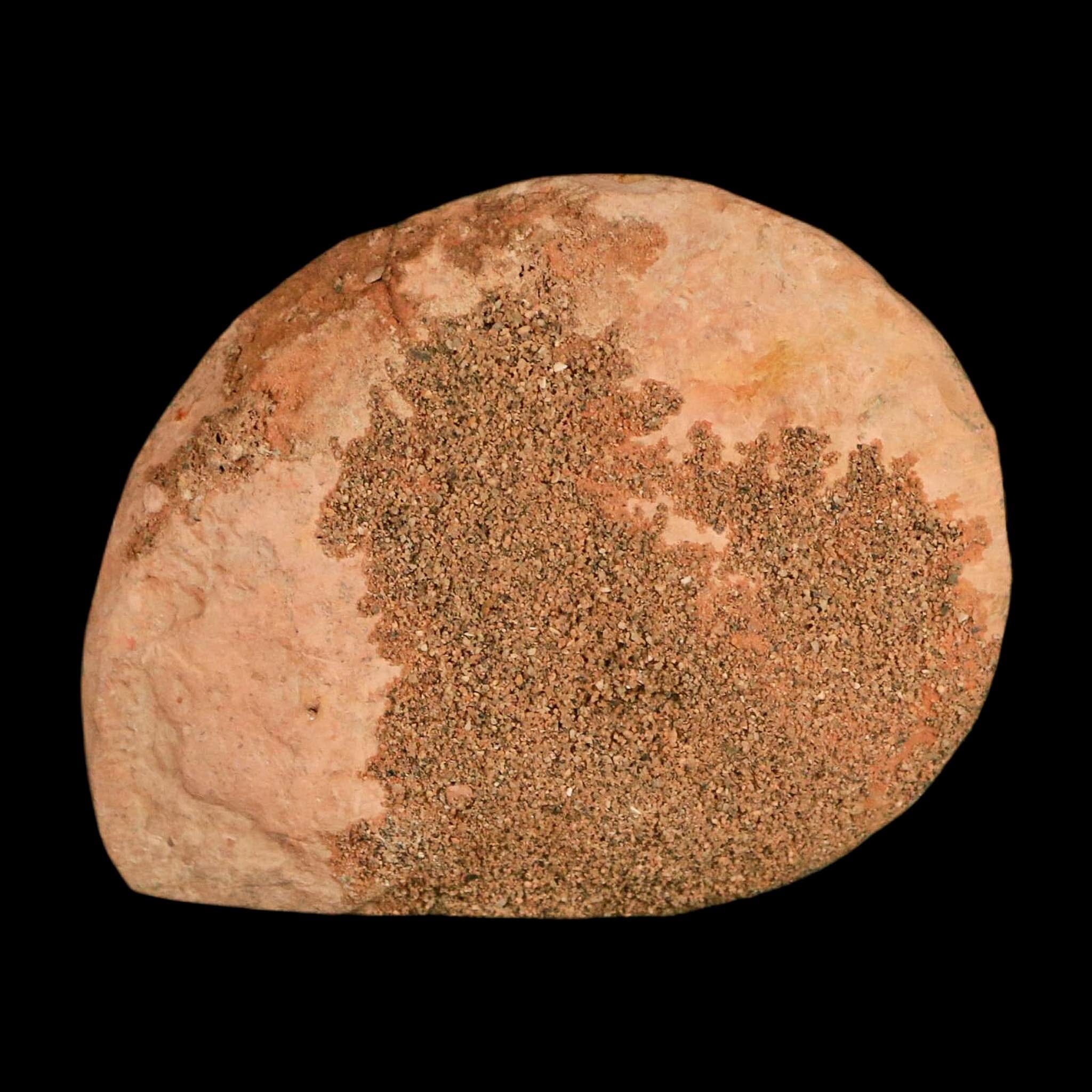 2" Ammonite Fossil Polished, Cut Half's Atlas Mountains Morocco Jurassic Age COA - Fossil Age Minerals
