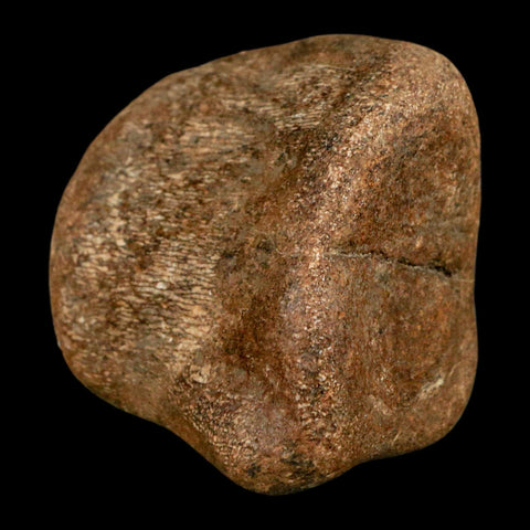 2.3" Mosasaur Fossil Vertebrae Cretaceous Dinosaur Era Texas Ozan FM COA, Metal Stand - Fossil Age Minerals