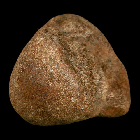 2.3" Mosasaur Fossil Vertebrae Cretaceous Dinosaur Era Texas Ozan FM COA, Metal Stand - Fossil Age Minerals