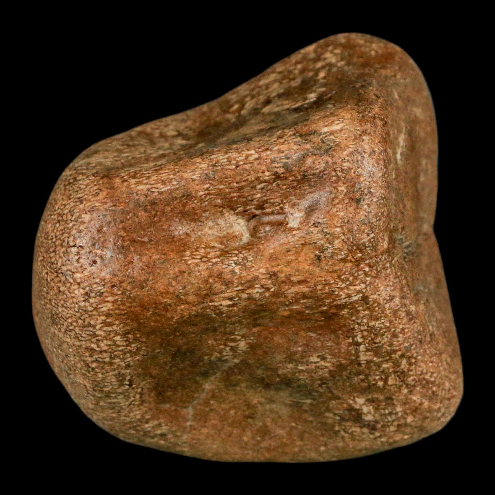 2.3" Mosasaur Fossil Vertebrae Cretaceous Dinosaur Era Texas Ozan FM COA, Metal Stand - Fossil Age Minerals