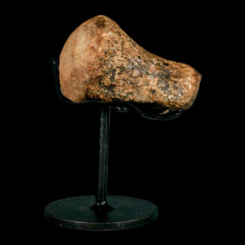 2.9" Mosasaur Fossil Vertebrae Cretaceous Dinosaur Era Texas Ozan FM COA, Metal Stand - Fossil Age Minerals