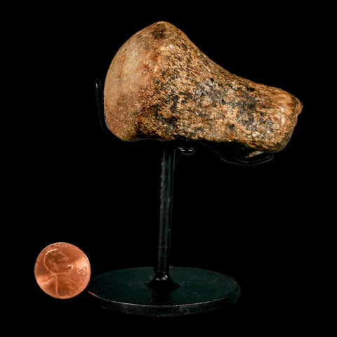 2.9" Mosasaur Fossil Vertebrae Cretaceous Dinosaur Era Texas Ozan FM COA, Metal Stand - Fossil Age Minerals