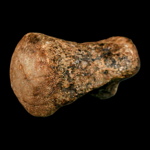 2.9" Mosasaur Fossil Vertebrae Cretaceous Dinosaur Era Texas Ozan FM COA, Metal Stand - Fossil Age Minerals