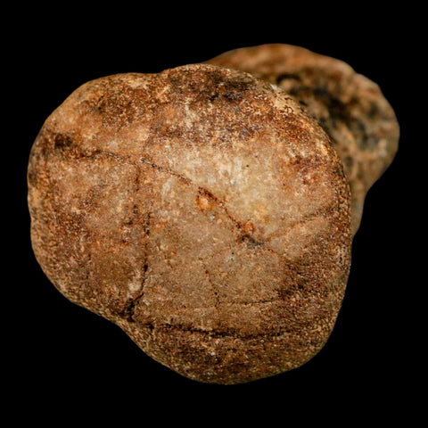 2.9" Mosasaur Fossil Vertebrae Cretaceous Dinosaur Era Texas Ozan FM COA, Metal Stand - Fossil Age Minerals