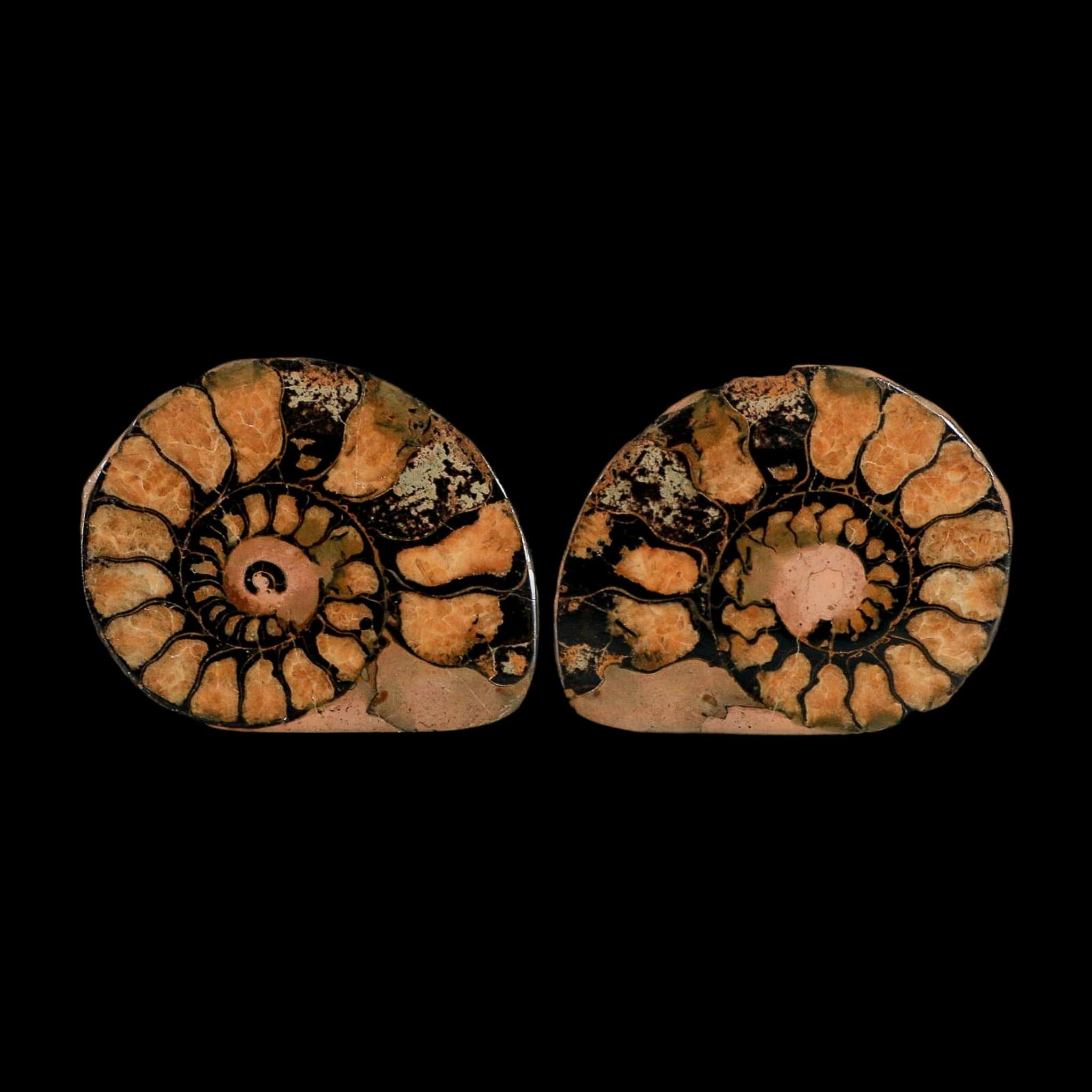 2" Ammonite Fossil Polished, Cut Half's Atlas Mountains Morocco Jurassic Age COA - Fossil Age Minerals