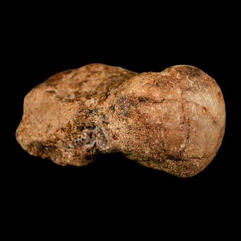 2.9" Mosasaur Fossil Vertebrae Cretaceous Dinosaur Era Texas Ozan FM COA, Metal Stand - Fossil Age Minerals