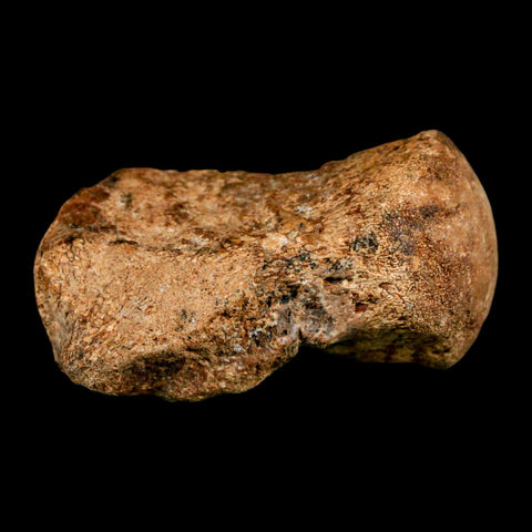 2.9" Mosasaur Fossil Vertebrae Cretaceous Dinosaur Era Texas Ozan FM COA, Metal Stand - Fossil Age Minerals