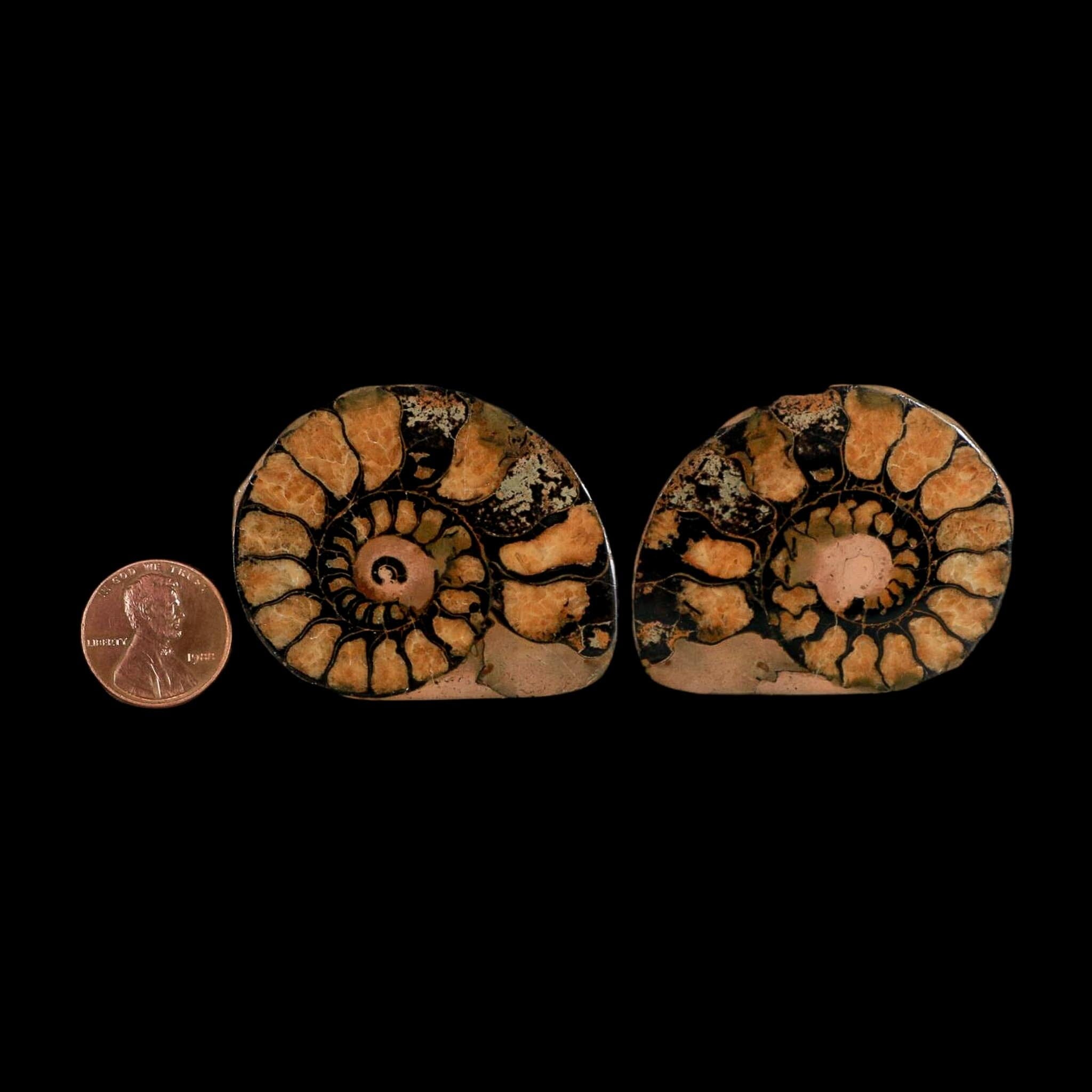 2" Ammonite Fossil Polished, Cut Half's Atlas Mountains Morocco Jurassic Age COA - Fossil Age Minerals
