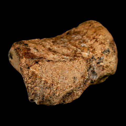 2.9" Mosasaur Fossil Vertebrae Cretaceous Dinosaur Era Texas Ozan FM COA, Metal Stand - Fossil Age Minerals