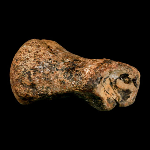 2.9" Mosasaur Fossil Vertebrae Cretaceous Dinosaur Era Texas Ozan FM COA, Metal Stand - Fossil Age Minerals