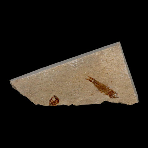 0.9" Hemisaurida Fossil Fish Plate Cretaceous Dinosaur Age Hakel Lebanon