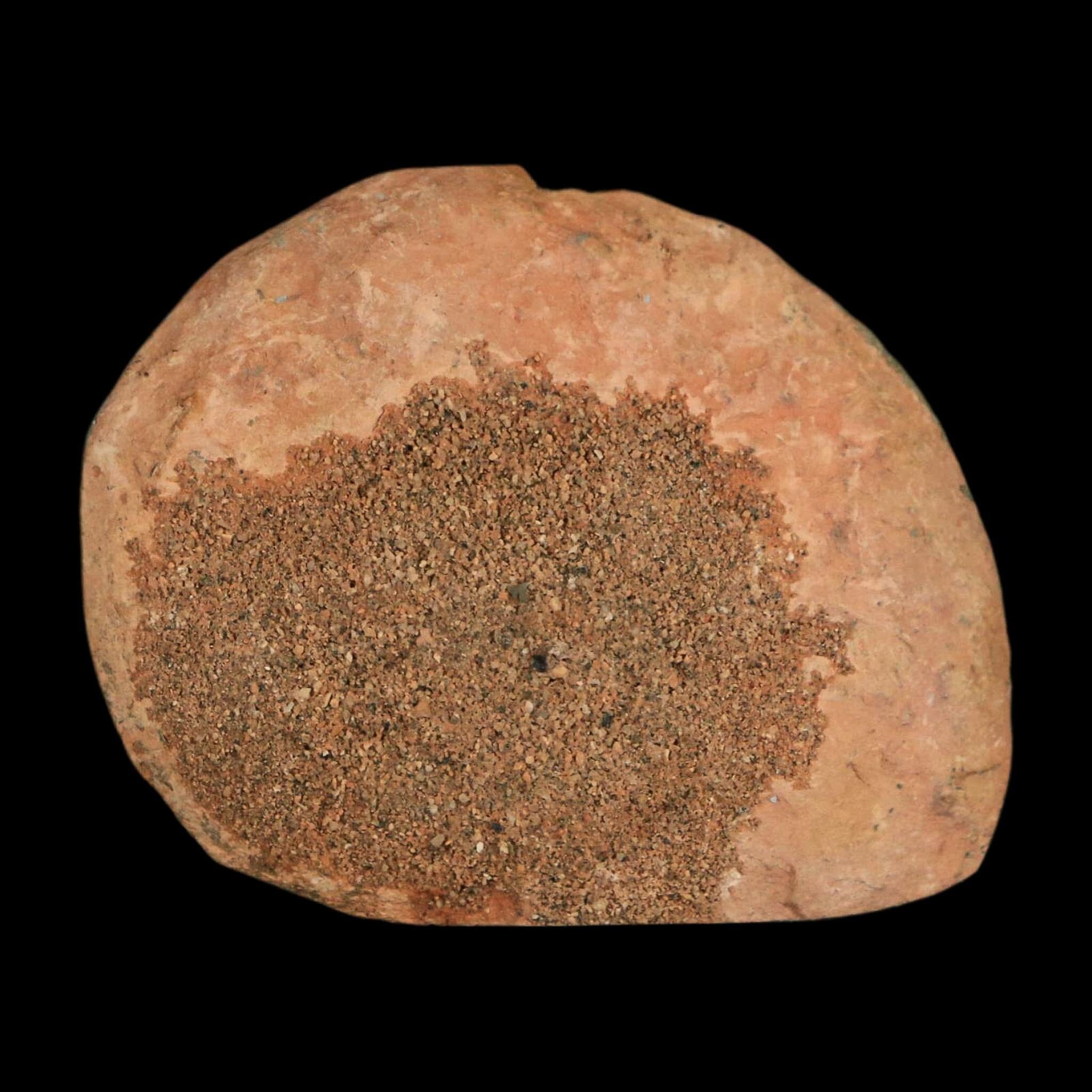 2" Ammonite Fossil Polished, Cut Half's Atlas Mountains Morocco Jurassic Age COA - Fossil Age Minerals