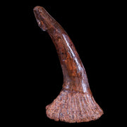 XL 3" Sawfish Fossil Tooth Barb Onchopristis Numidus Cretaceous Dinosaur Era COA