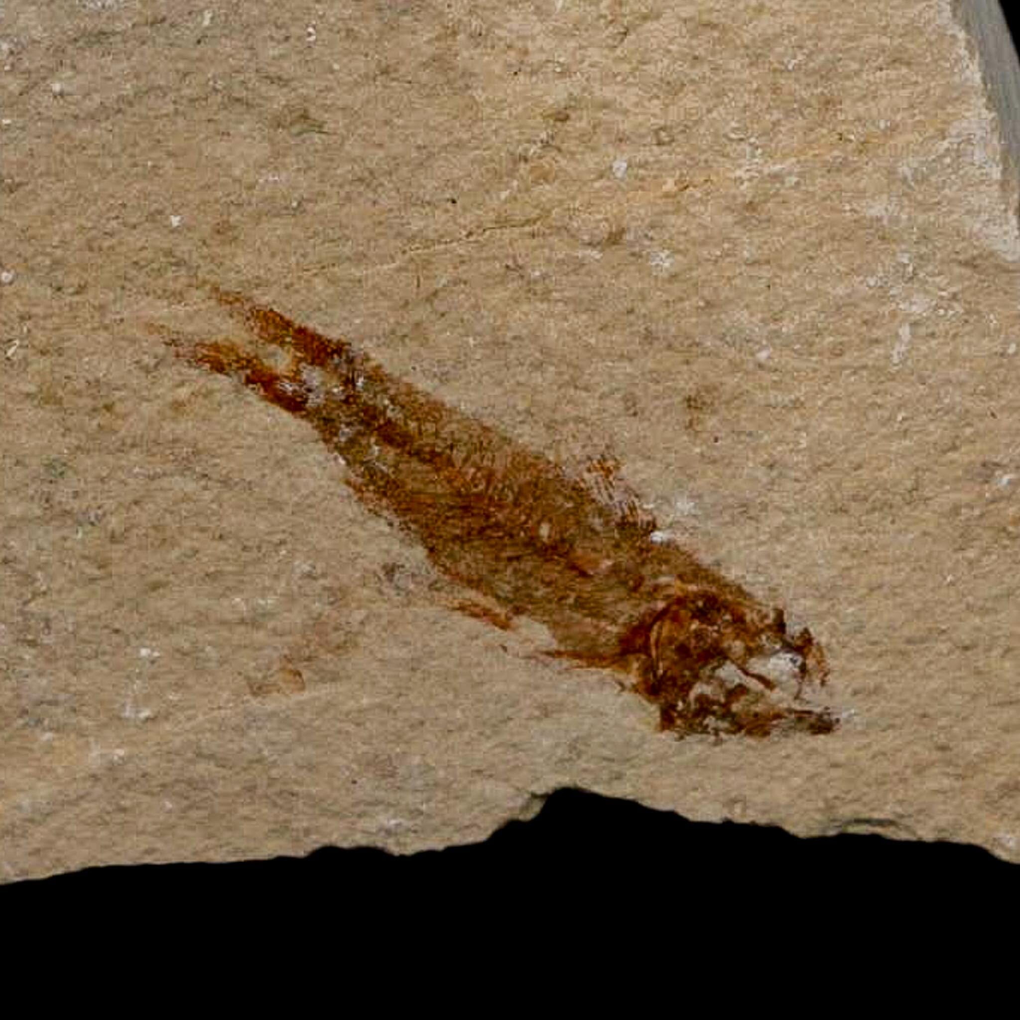 0.9" Hemisaurida Fossil Fish Plate Cretaceous Dinosaur Age Hakel Lebanon - Fossil Age Minerals