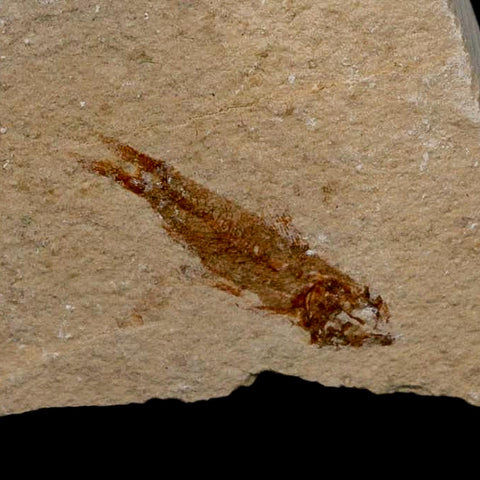 0.9" Hemisaurida Fossil Fish Plate Cretaceous Dinosaur Age Hakel Lebanon