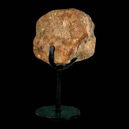 2.7" Mosasaur Fossil Vertebrae Cretaceous Dinosaur Era Texas Ozan FM COA, Metal Stand