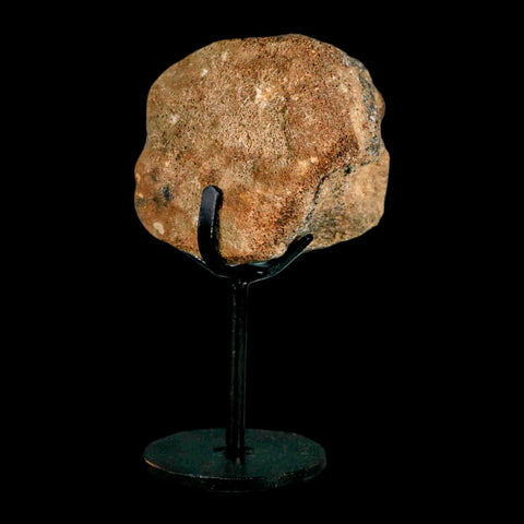 2.7" Mosasaur Fossil Vertebrae Cretaceous Dinosaur Era Texas Ozan FM COA, Metal Stand - Fossil Age Minerals