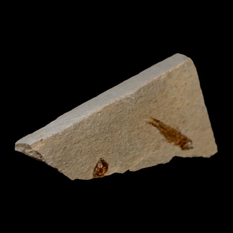 0.9" Hemisaurida Fossil Fish Plate Cretaceous Dinosaur Age Hakel Lebanon