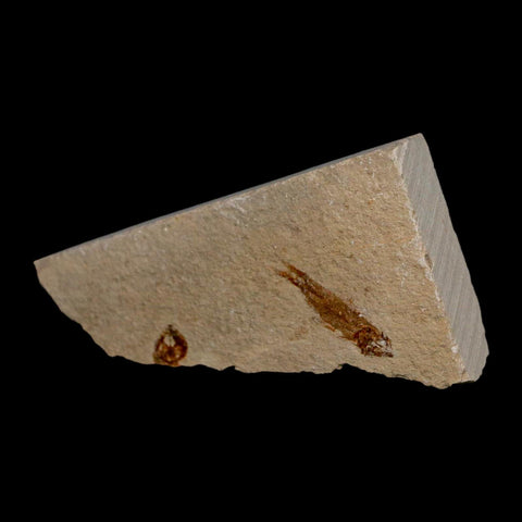 0.9" Hemisaurida Fossil Fish Plate Cretaceous Dinosaur Age Hakel Lebanon