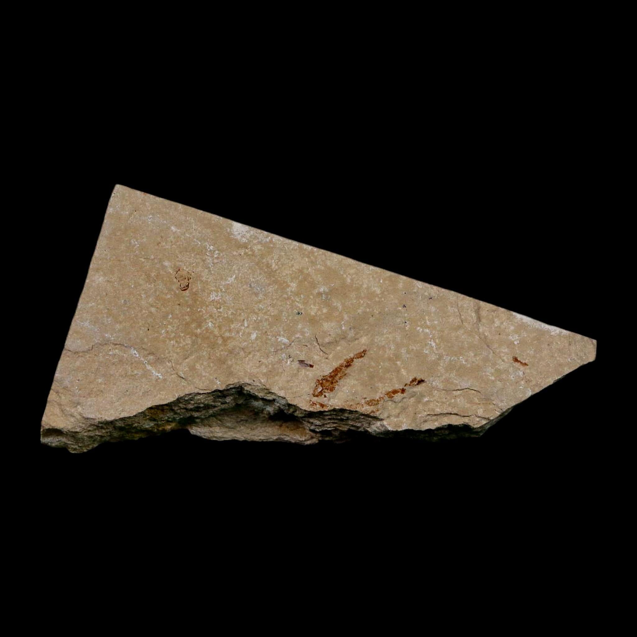 0.9" Hemisaurida Fossil Fish Plate Cretaceous Dinosaur Age Hakel Lebanon - Fossil Age Minerals