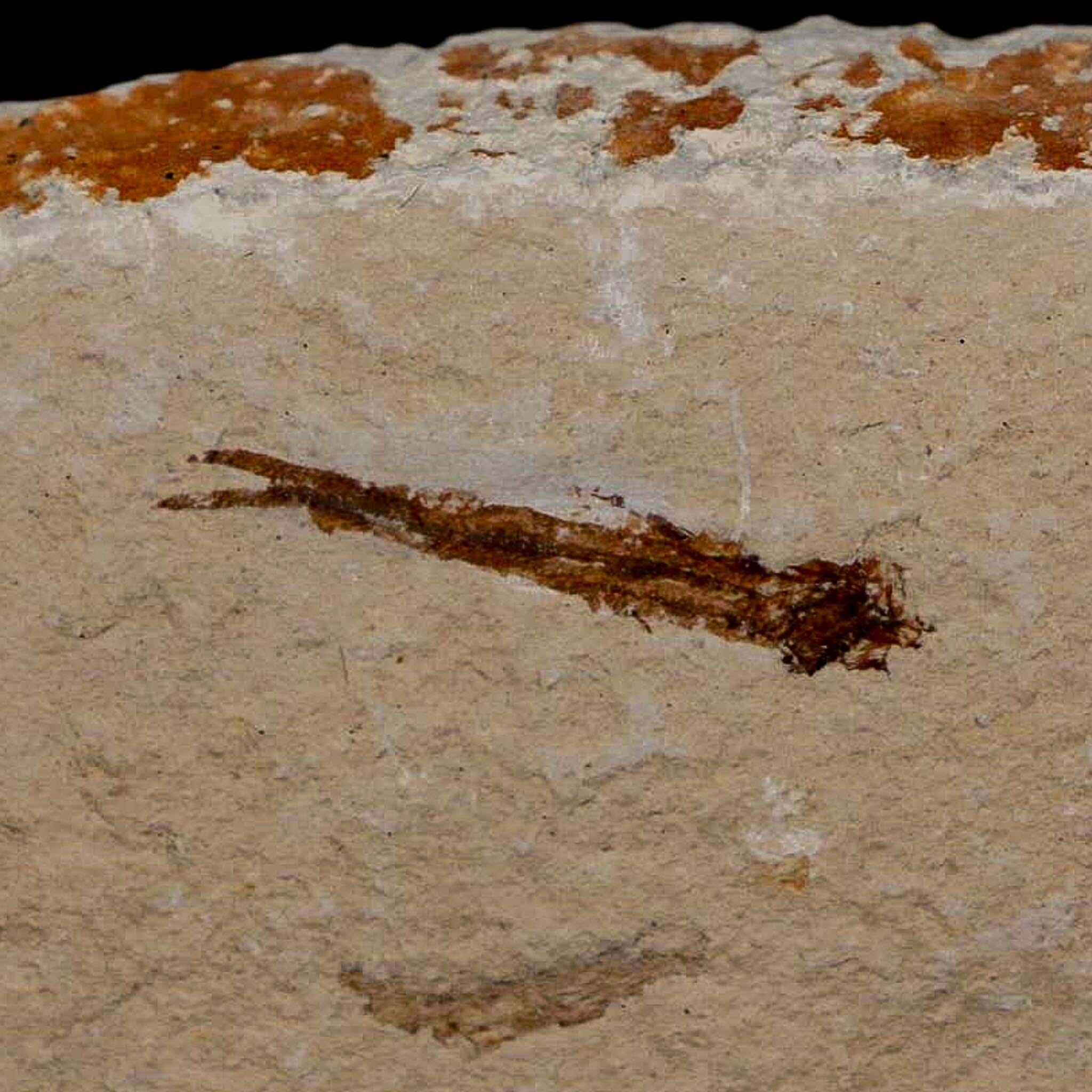 1" Hemisaurida Fossil Fish Plate Cretaceous Dinosaur Age Hakel Lebanon - Fossil Age Minerals