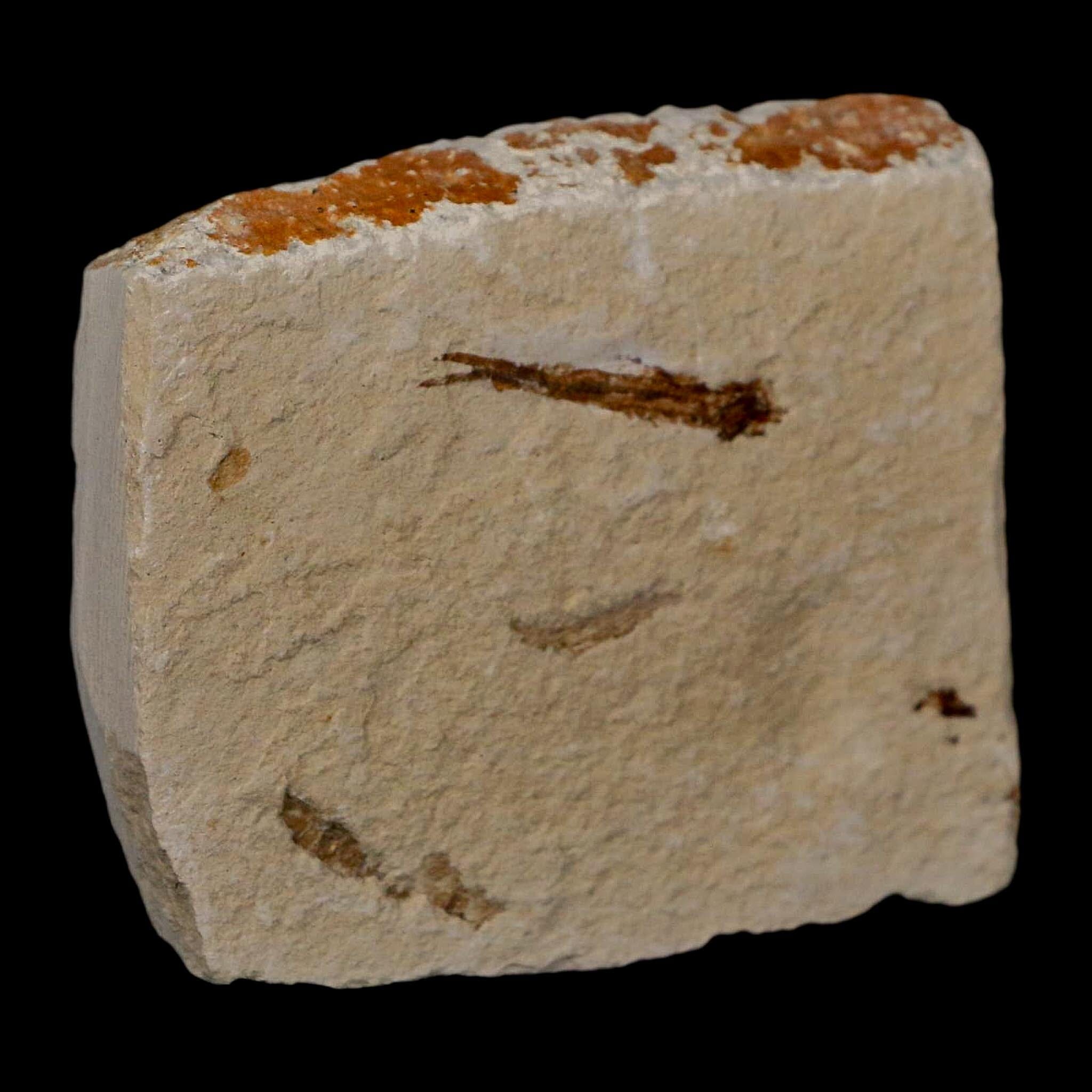 1" Hemisaurida Fossil Fish Plate Cretaceous Dinosaur Age Hakel Lebanon - Fossil Age Minerals