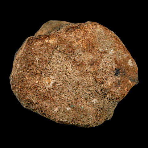 2.7" Mosasaur Fossil Vertebrae Cretaceous Dinosaur Era Texas Ozan FM COA, Metal Stand - Fossil Age Minerals