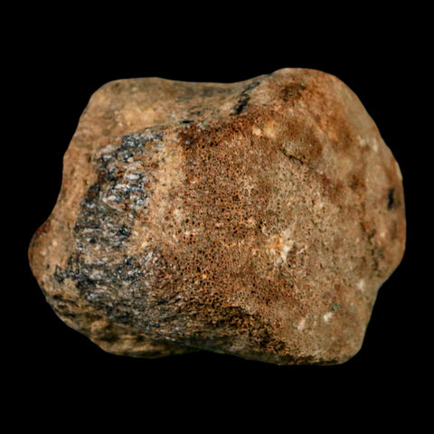 2.7" Mosasaur Fossil Vertebrae Cretaceous Dinosaur Era Texas Ozan FM COA, Metal Stand - Fossil Age Minerals