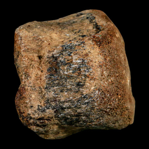 2.7" Mosasaur Fossil Vertebrae Cretaceous Dinosaur Era Texas Ozan FM COA, Metal Stand - Fossil Age Minerals